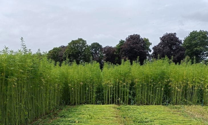 From Flax Habits to Hemp Futures: Europe’s Learning Curve Begins