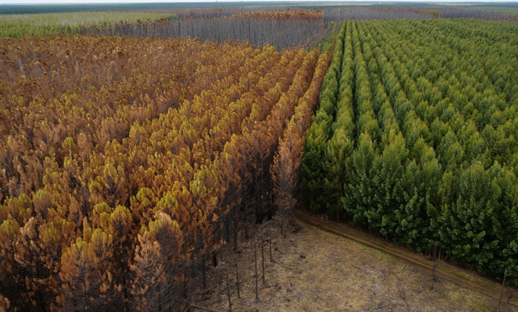 Textile Brands Underestimating Wood-Fibre Exposure as Climate and Regulation Converge
