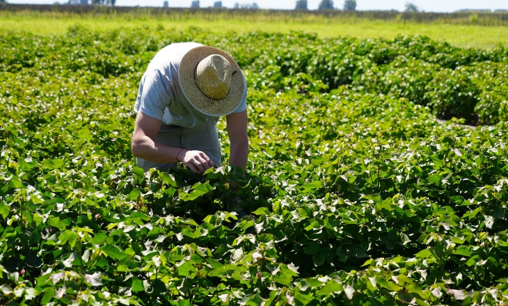 Latin America's Cotton Diversity Is an Asset Nobody Has Unlocked Yet