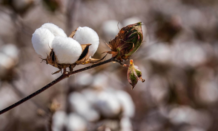 Cotton Story: The Crop That Fuelled Empires and Slavery Finally Reveals Where It Started