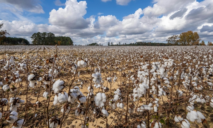 Inclusion or Concentration: Latin American Cotton Faces a Reckoning